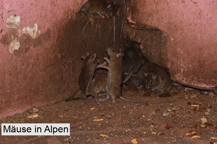 Mäuse in Alpen